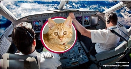 Passagierflugzeug gezwungen, zum Flughafen zurückzufliegen, nachdem eine Katze das Cockpit betreten hatte